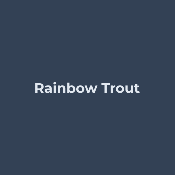 Rainbow Trout