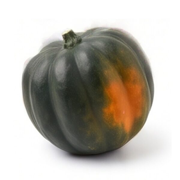 Acorn Squash