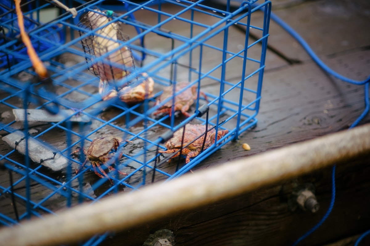 Blue Crab, Live, Half Dozen