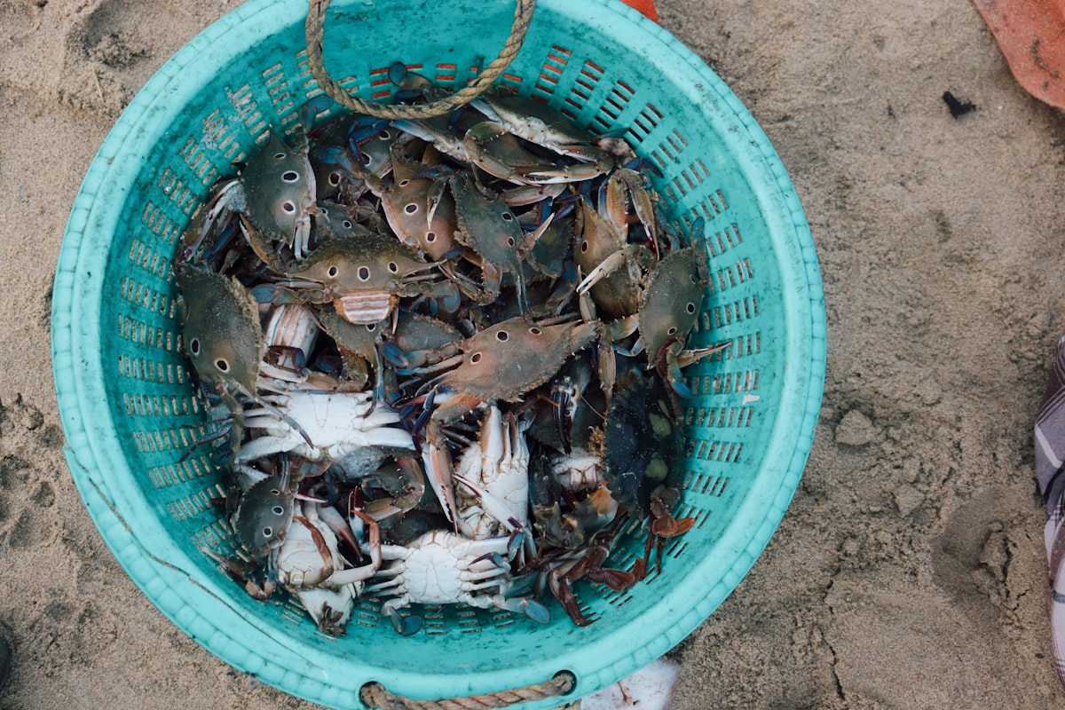 Blue Crab, Live, Half Dozen