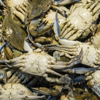 Blue Crab, Live, Half Dozen