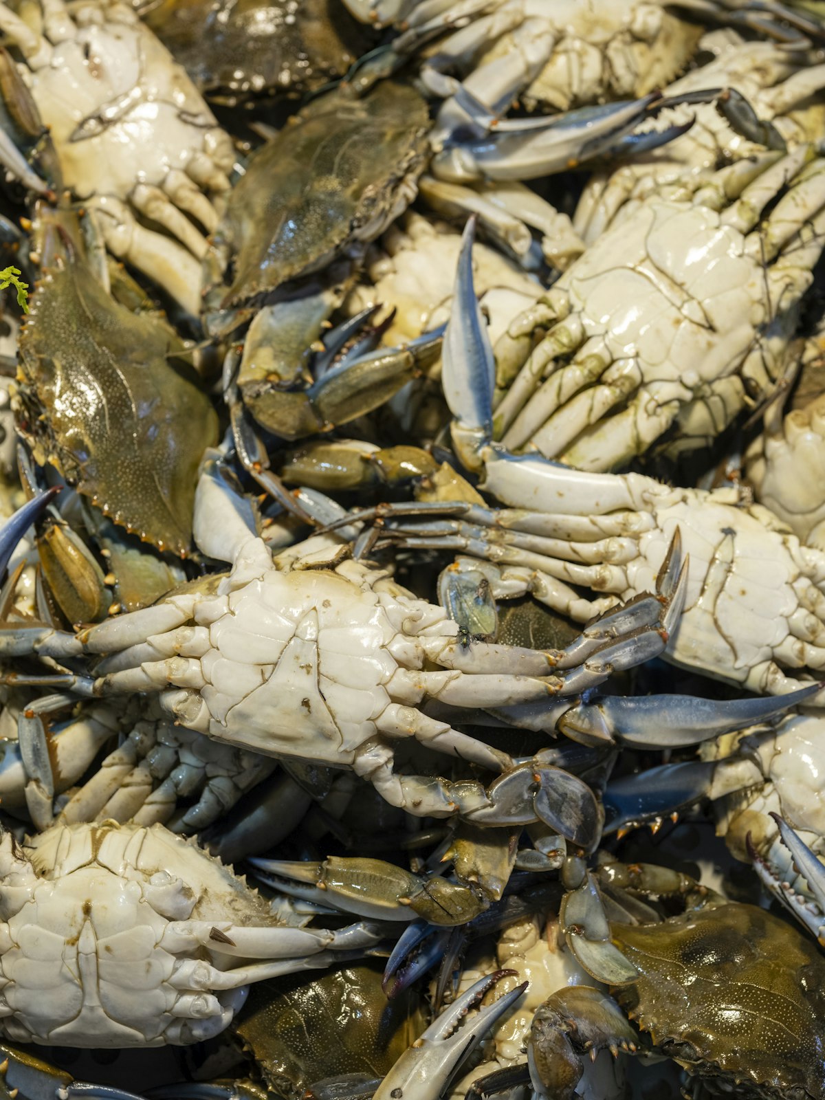 Blue Crab, Live, Half Dozen