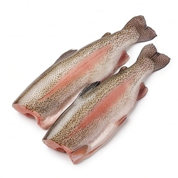 Rainbow Trout