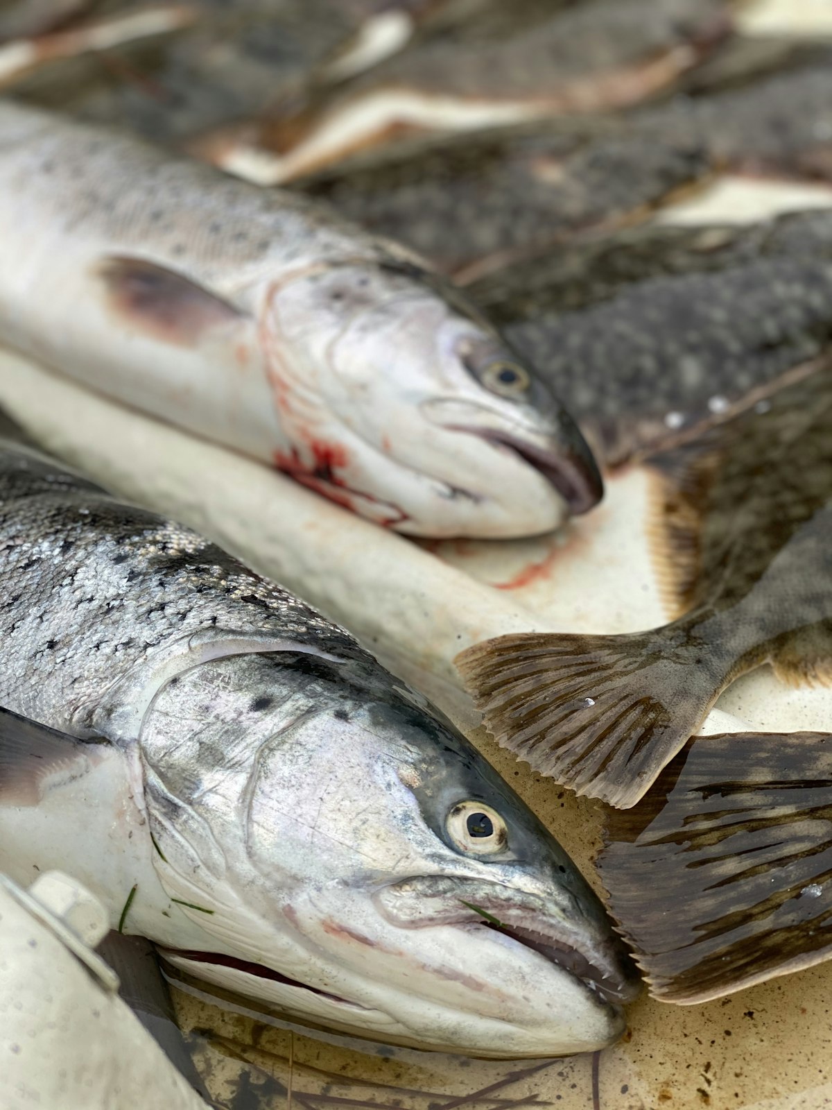 Rainbow Trout, Whole Butterflied