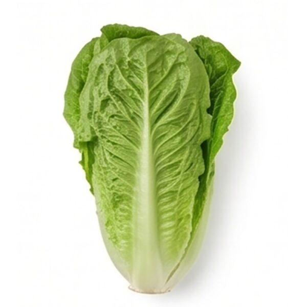 Romaine Lettuce